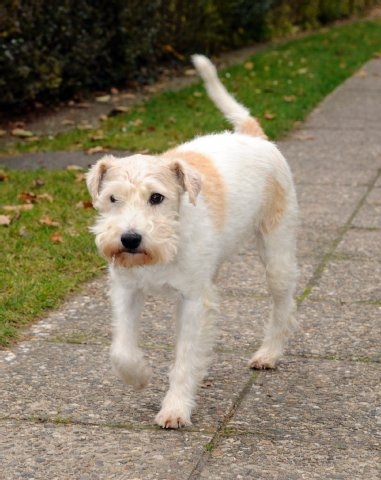 구조된 강아지 스키퍼