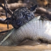 굶주린 재규어, 악어를 이빨로 ‘덥석’…섬뜩 포착