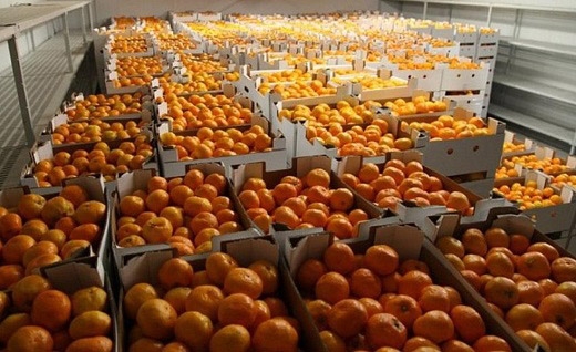 스르나가 우크라이나 어린이들을 위해 기부한 감귤