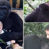 어린시절 함께한 고릴라 12년 만에 야생서 재회 감동