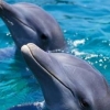 “넌 이름이 뭐니?”…돌고래도 서로 ‘이름’ 부른다