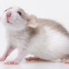쥐 뇌에 인간 뇌세포 주입…천재 쥐 탄생 (美 연구)
