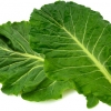 “잎채소 속 질산염, 오히려 비만 등 성인병 막아” (英 연구)