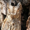 숨은그림찾기 수준…나무로 ‘위장’한 올빼미 포착