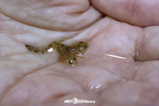 머리 둘 달린 도롱뇽 올챙이 발견