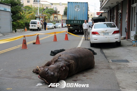 트럭에서 뛰어내려 다친 하마.