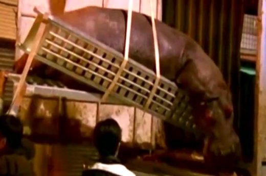 동물원으로 다시 이송되는 하마.