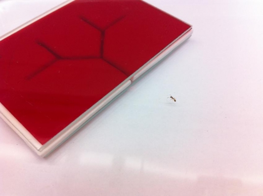 개미와 모형 미로