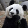 “보고싶다 vs 동물학대”...뉴욕시 ‘판다’ 도입 논란