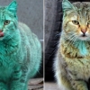 “샤워했다냥”…에메랄드 고양이 털 색깔 찾다