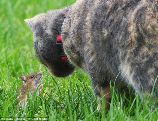 톰과 제리 현실판?