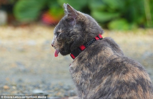 “먹이를 놓쳤다”