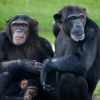 “친절한 침팬지”…친사회적 성향 배울 수 있어
