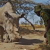 단 5마리 흰코뿔소…‘멸종 막기’ 마지막 도전 성공할까