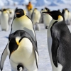 “지금의 황제펭귄, 역사상 가장 ‘럭셔리 삶’ 산다”
