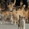 주민보다 고양이가 더 많은 日 ‘고양이 마을’