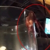 거대 문어 수족관 탈출 직전 동영상 화제