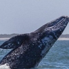고래-보트 충돌로 물에 빠진 女관광객 사망