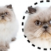고양이도 관상있다?…얼굴형 보면 개성안다