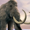 現 코끼리에 매머드 DNA 주입…부활 성공할까?