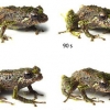 주위 환경 맞춰 변신하는 ‘신종 개구리’ 발견
