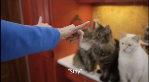 실바의 “기다려”라는 수화에 차렷 자세가 된 고양이들.