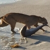 바다에서 상어 사냥... 고양잇과 ‘희귀 보브캣’ 포착