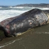 [포토] 15m 거대 향유고래 죽은 채 美해변서 발견