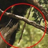 [와우! 과학] 암컷 침팬지 ‘창’ 만들어 사냥...인류진화 비밀의 열쇠?