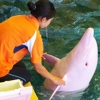 감정 변하면 분홍색…日서 포획된 흰돌고래 ‘슬픔’