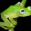 투명해서 ‘유리 개구리’…남미서 신종 발견