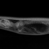 버마왕뱀, 잡아먹은 악어 소화 과정 X-레이 포착