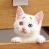 팔자(八) 눈썹 가진 ‘걱정 고양이’ 화제