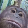 셀카 마스터?…카메라에 빠진 오랑우탄들