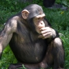 야생 침팬지도 ‘술’ 즐기고 과음하면 ‘개’ 된다