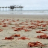 美샌디에이고 해변 위로 올라온 대규모 홍게 떼 충격