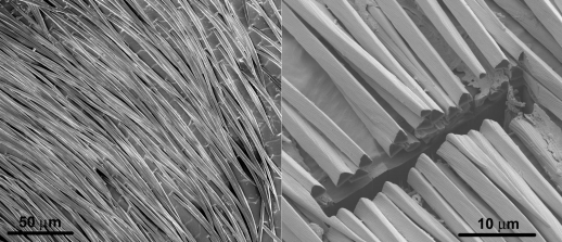 개미의 털을 확대한 전자 현미경 사진.