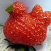“치킨 맛 날까” ‘닭 모양 딸기’ 화제