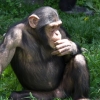 짐승인 침팬지도 옳고 그른 행동 안다 - 연구