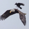 “쉬었다 갈게”…독수리 등에 ‘무임승차’한 까마귀
