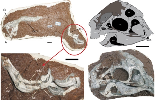 후아난사우루스의 발톱(왼쪽)과 두개골 화석