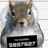 美경찰에 공개 수배된 ‘억울한 다람쥐’ 화제