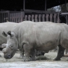 이제 4마리 남았다…희귀 흰코뿔소 또 1마리 숨져