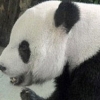 “판다가 ‘특별대우’ 받으려 임신한 척 연기”