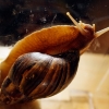 ‘운동화 크기’ 거대 달팽이떼, 美플로리다 ‘침공’