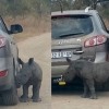 고이 코뿔소, 차량을 ‘새엄마’로 착각하고 몸 비벼 ‘뭉클’