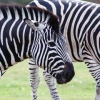 [와우! 과학] 위장? 체온유지?…아리송한 얼룩말 ‘줄무늬’ 비밀