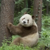 전세계 단 1마리…희귀 갈색 판다 근황 공개