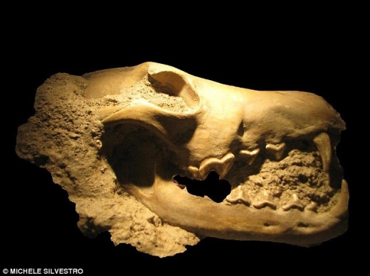 갯과 동물 화석 표본 사진