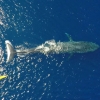 ‘정말 크네’…드론으로 찍은 흰수염고래 ‘전신샷’